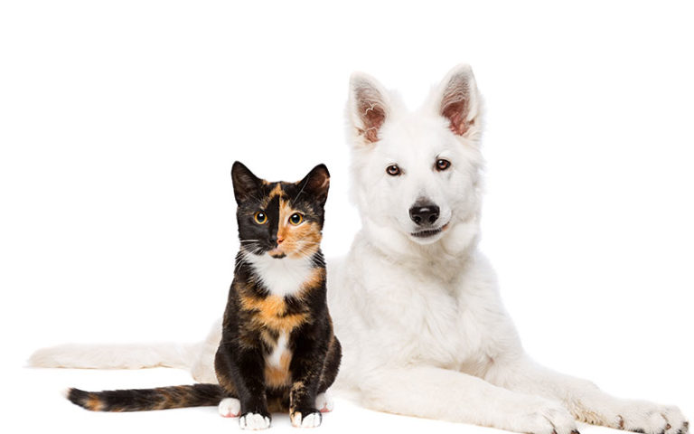 Cremação de animais em São Paulo