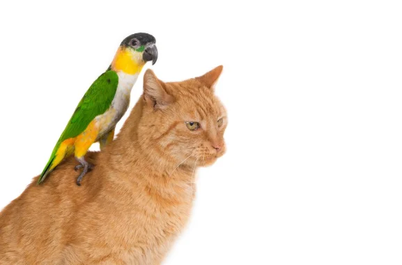 Cremação de Animais