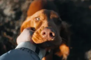 Crematório Pet