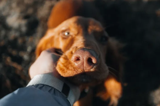 Crematório Pet