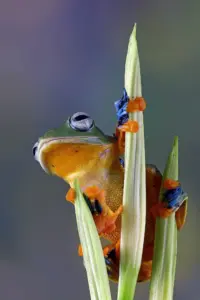 Cremação de Animais Exóticos