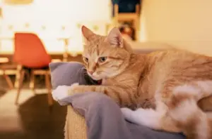 Cremação de Gato
