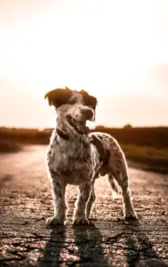 Cremação de Cachorro