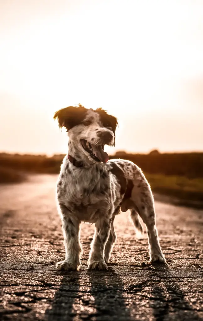 Cremação de Cachorro