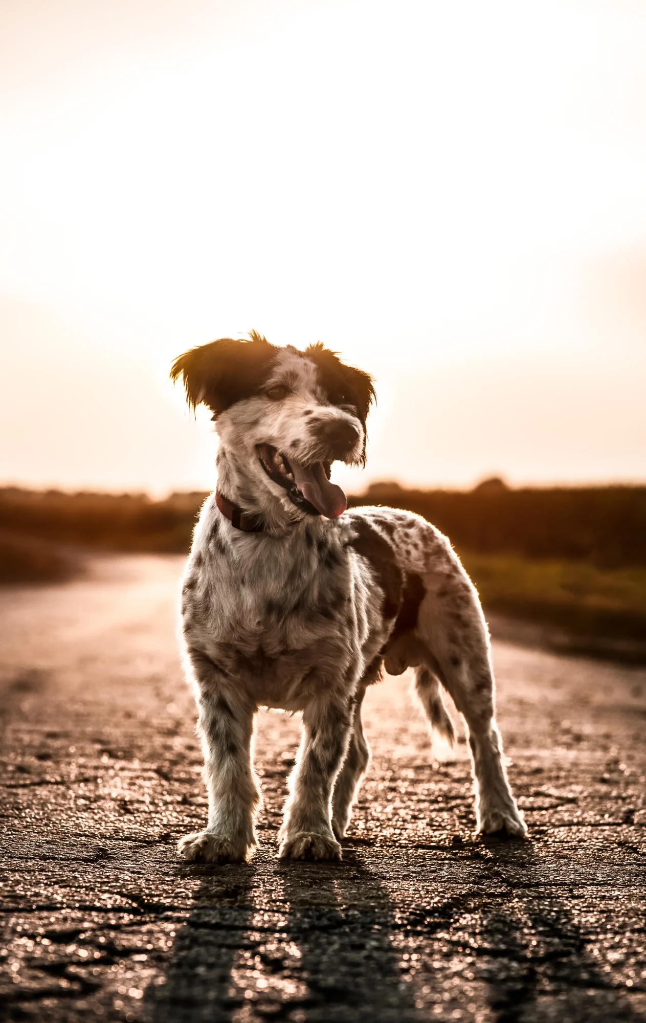 Cremação de Cachorro