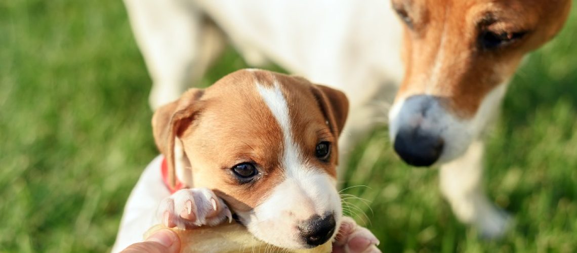 Que-tal-fazer-um-plano-preventivo-pet