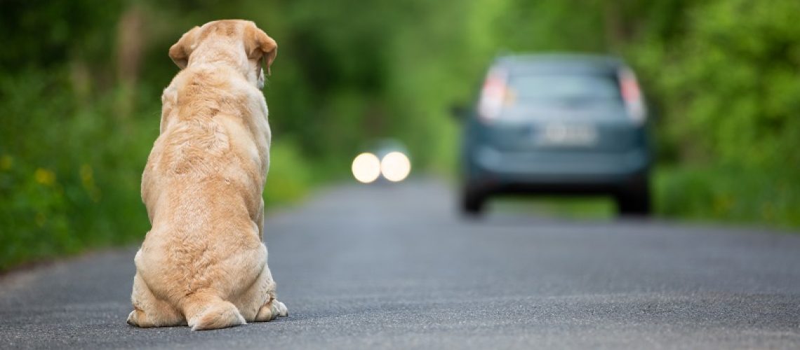 Abandoned dog on the road