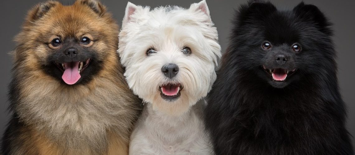 Como-funcionam-os-planos-pet-preventivos