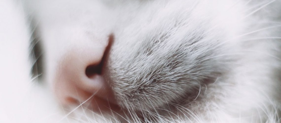 Procurando-por-cremação-de-animais