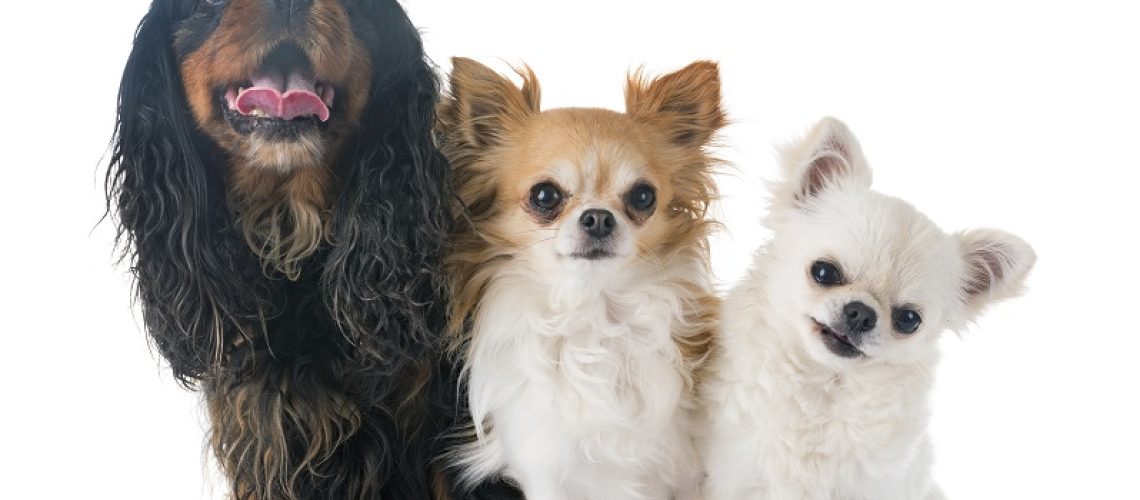 cremação-de-animais