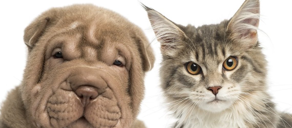 Cremação-de-animais