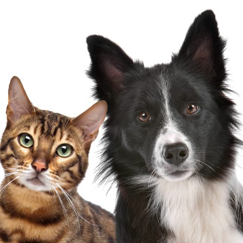 Close up portrait of dog and cat in front of white background