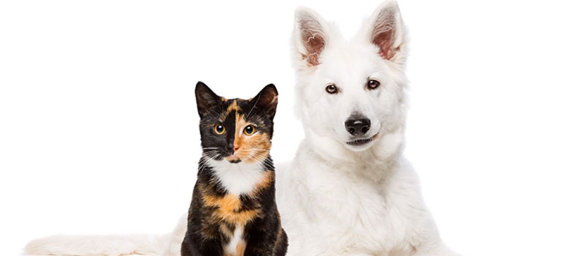 Cremação de animais em São Paulo