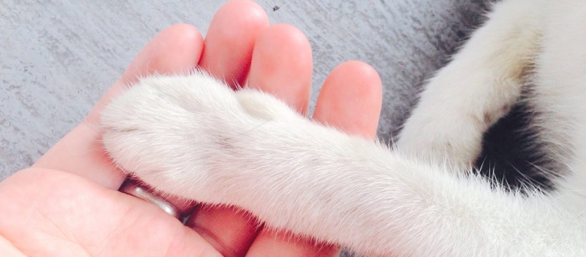 Cremação-de-animais-gratuita