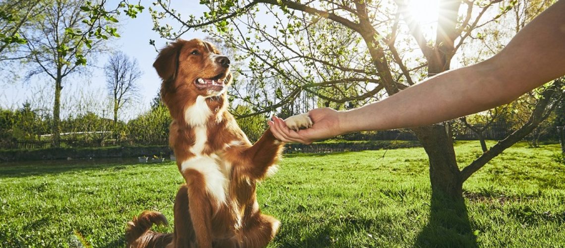 Por que-não-é-recomendado-enterrar-os-pets-após-a-morte