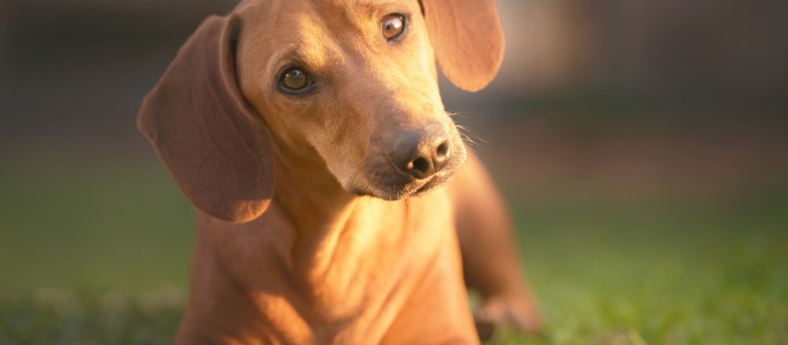 Qual-a-diferença-entre-incineração-do-Pet-e-Cremação-do-Pet